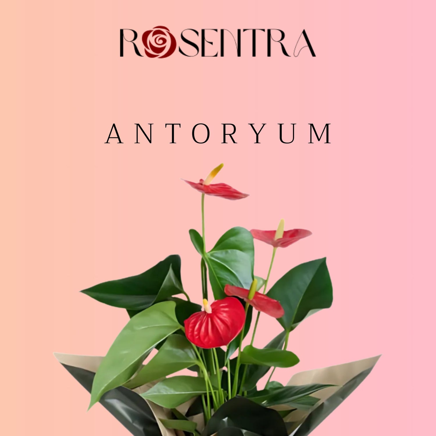 Antoryum - Rosentra | Premium Flowers