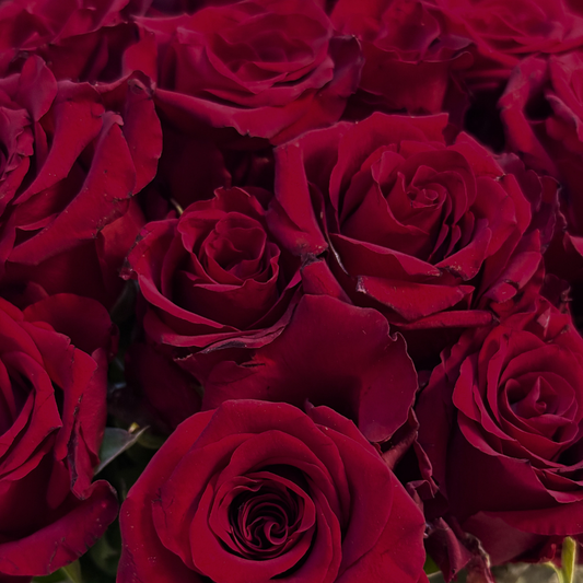 Scarlet Embrace – Vazoda Kırmızı Gül