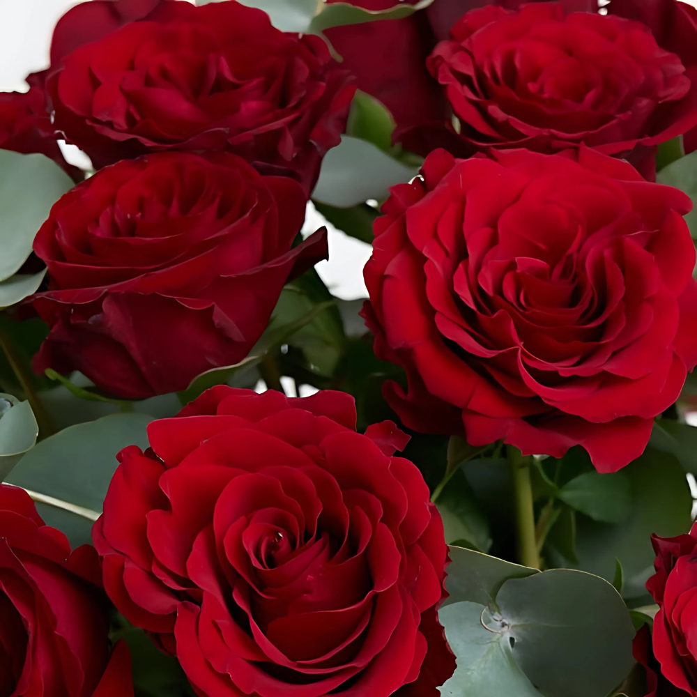 Vazoda 25'li Kırmızı Gül - Rosentra | Premium Flowers