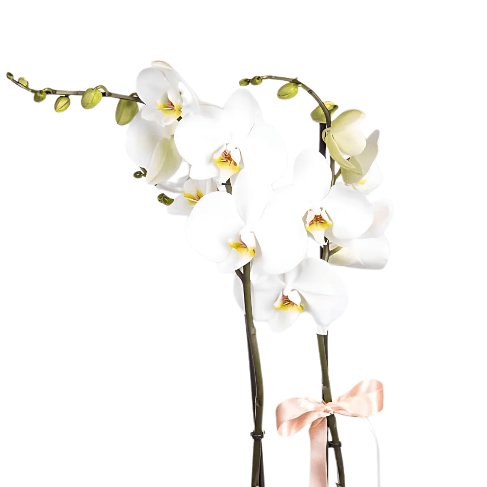 Beyaz Beton Saksıda Çiftli Beyaz Orkide - Rosentra | Premium Flowers