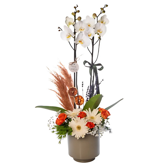 Gri Saksıda Papatya ve Gül Süslemeli Beyaz Orkide - Rosentra | Premium Flowers