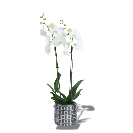 Kare Desenli Beton Saksıda Çiftli Beyaz Orkide - Rosentra | Premium Flowers