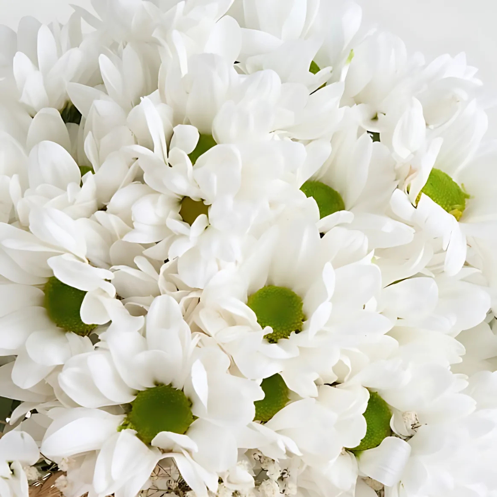 Cam Vazoda Beyaz Papatyalar - Rosentra | Premium Flowers