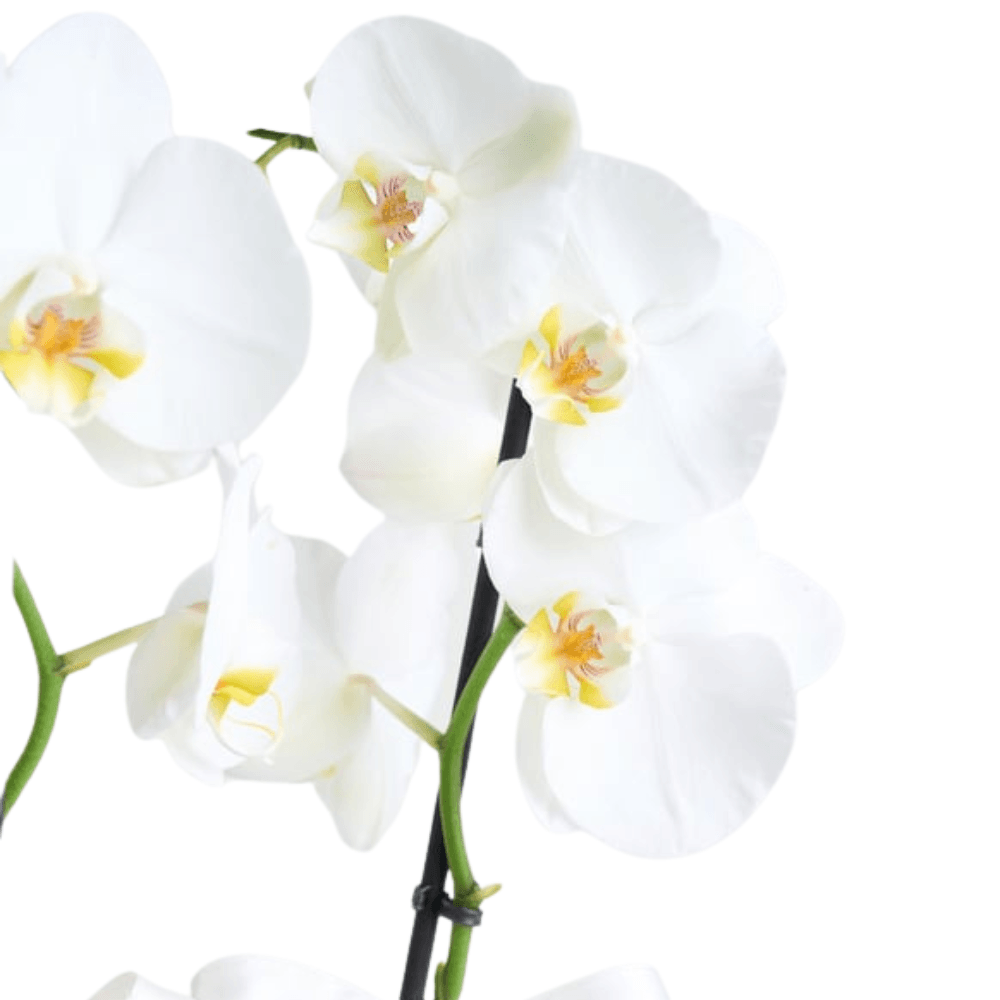 Seramik Saksıda 2 Dal Beyaz Orkide - Rosentra | Premium Flowers