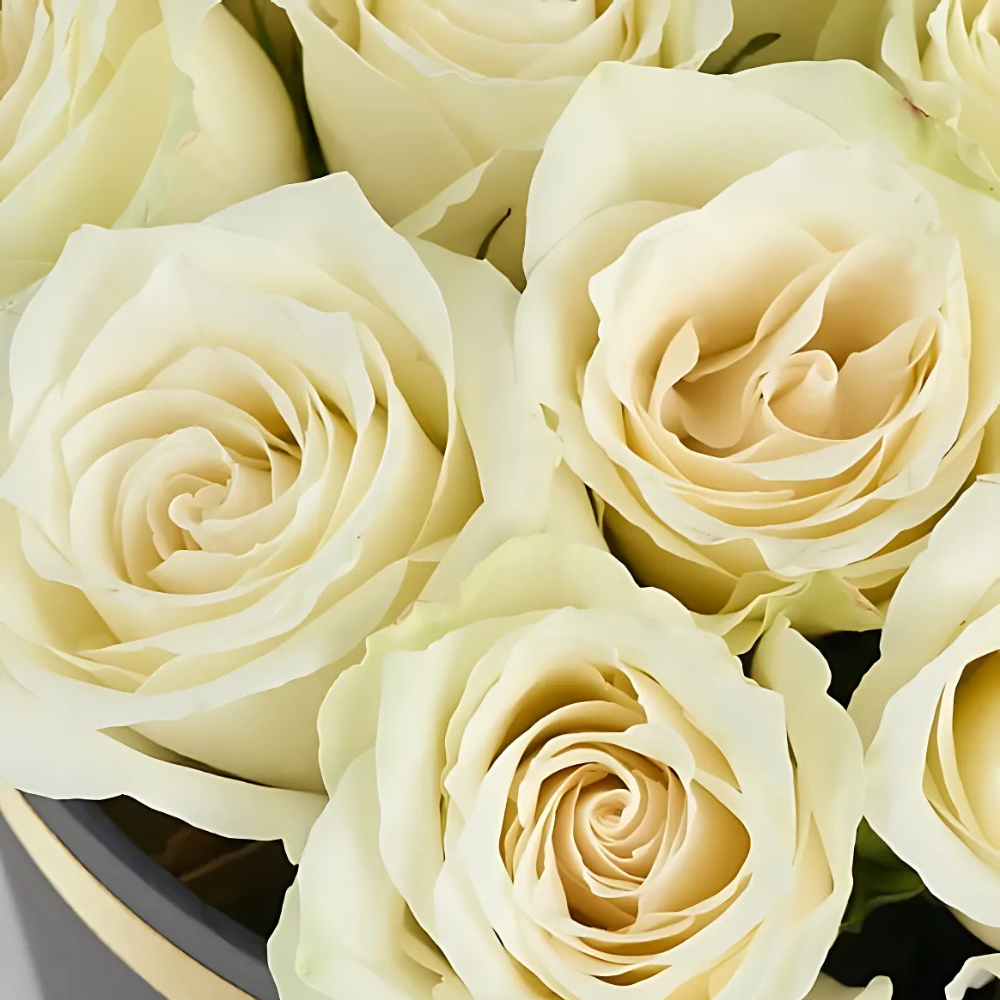 Pure Noir – Siyah Silindir Kutuda Beyaz Gül