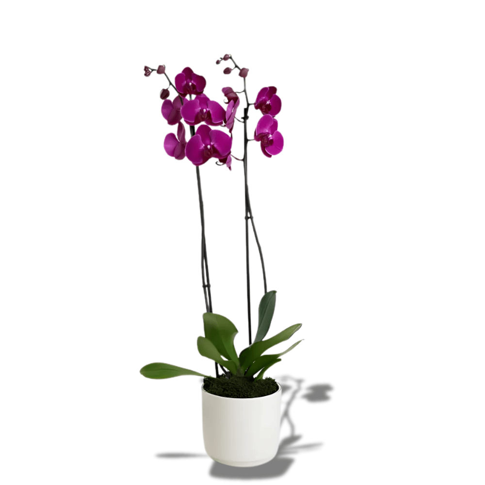 Seramik Saksıda Çiftli Mor Orkide - Rosentra | Premium Flowers