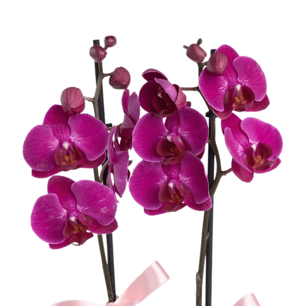 Pembe Beton Saksıda Çiftli Mor Orkide - Rosentra | Premium Flowers