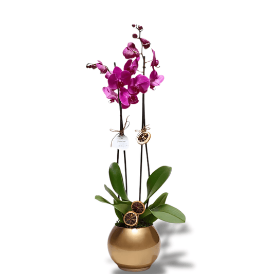 Altın Akvaryum Saksıda Çiftli Mor Orkide - Rosentra | Premium Flowers