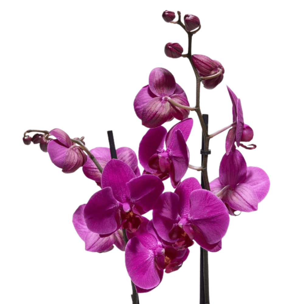 Altın Akvaryum Saksıda Çiftli Mor Orkide - Rosentra | Premium Flowers