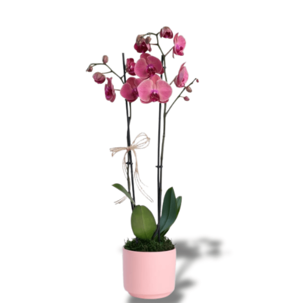 Pembe Beton Saksıda Çiftli Ateş Kırmızı Orkide - Rosentra | Premium Flowers