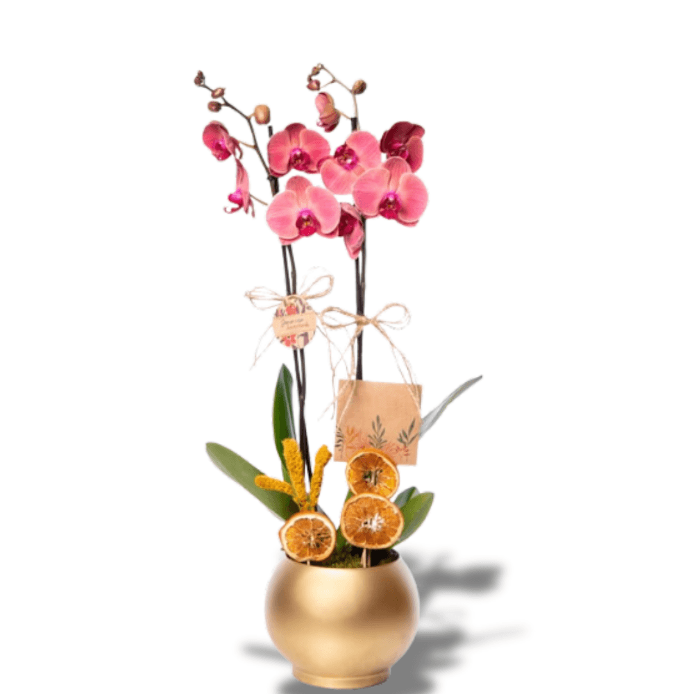 Altın Akvaryum Saksıda Çiftli Ateş Kırmızı Orkide - Rosentra | Premium Flowers
