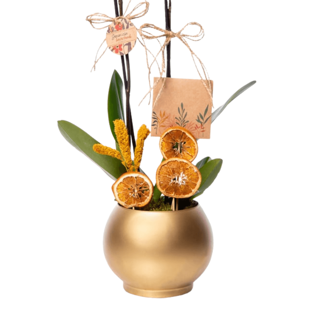 Altın Akvaryum Saksıda Çiftli Ateş Kırmızı Orkide - Rosentra | Premium Flowers