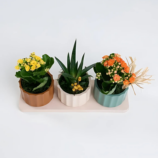 Trio Saksıda Sarı, Turuncu Kalanchoe ve Haworthia - Rosentra | Premium Flowers