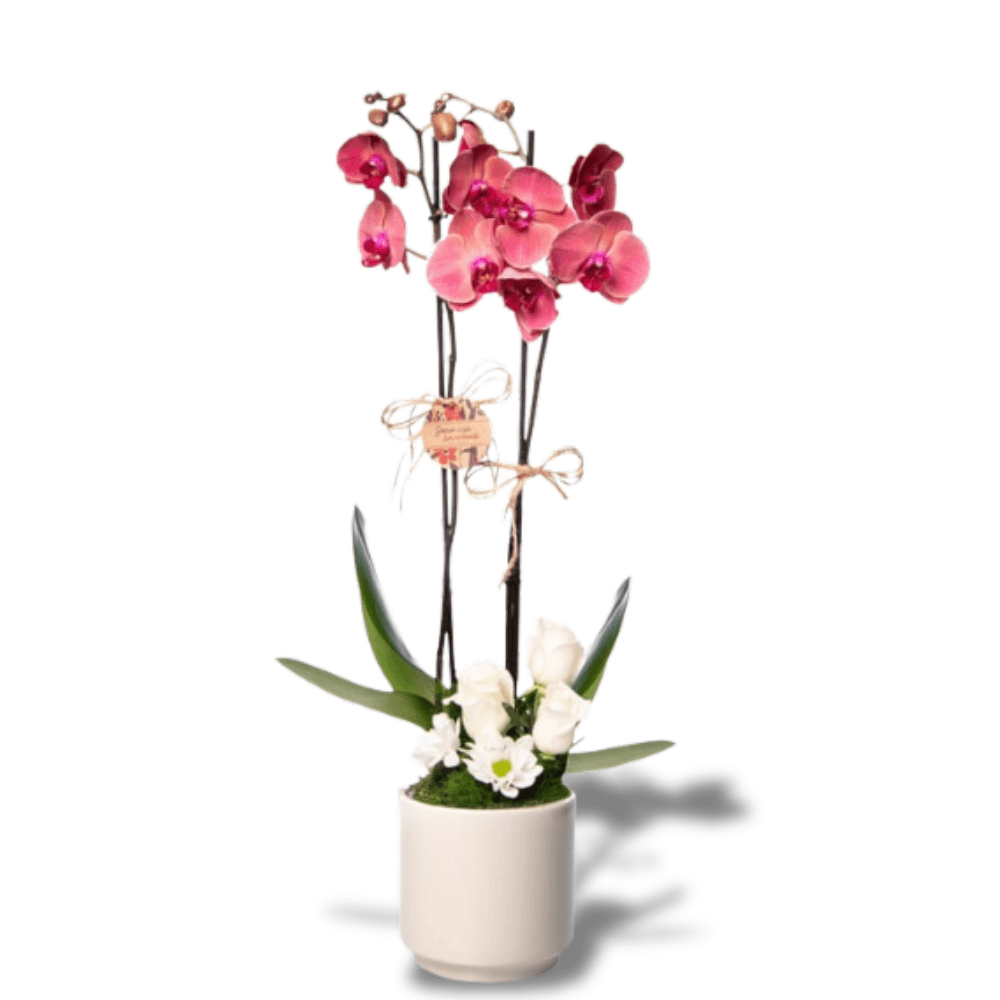 Çift Dal Ateş Kırmızısı Orkide & Beyaz Güller - Rosentra | Premium Flowers