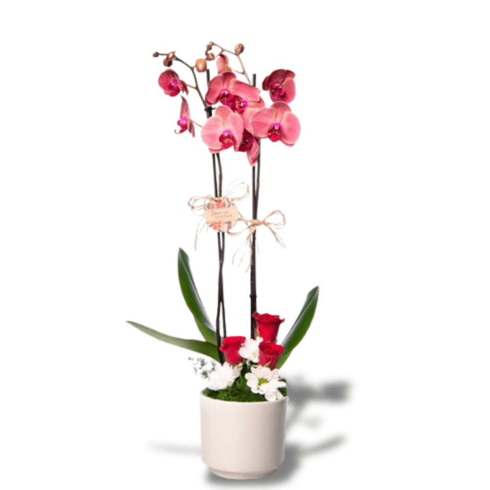 Çift Dal Ateş Kırmızısı Orkide & Kırmızı Gül - Rosentra | Premium Flowers