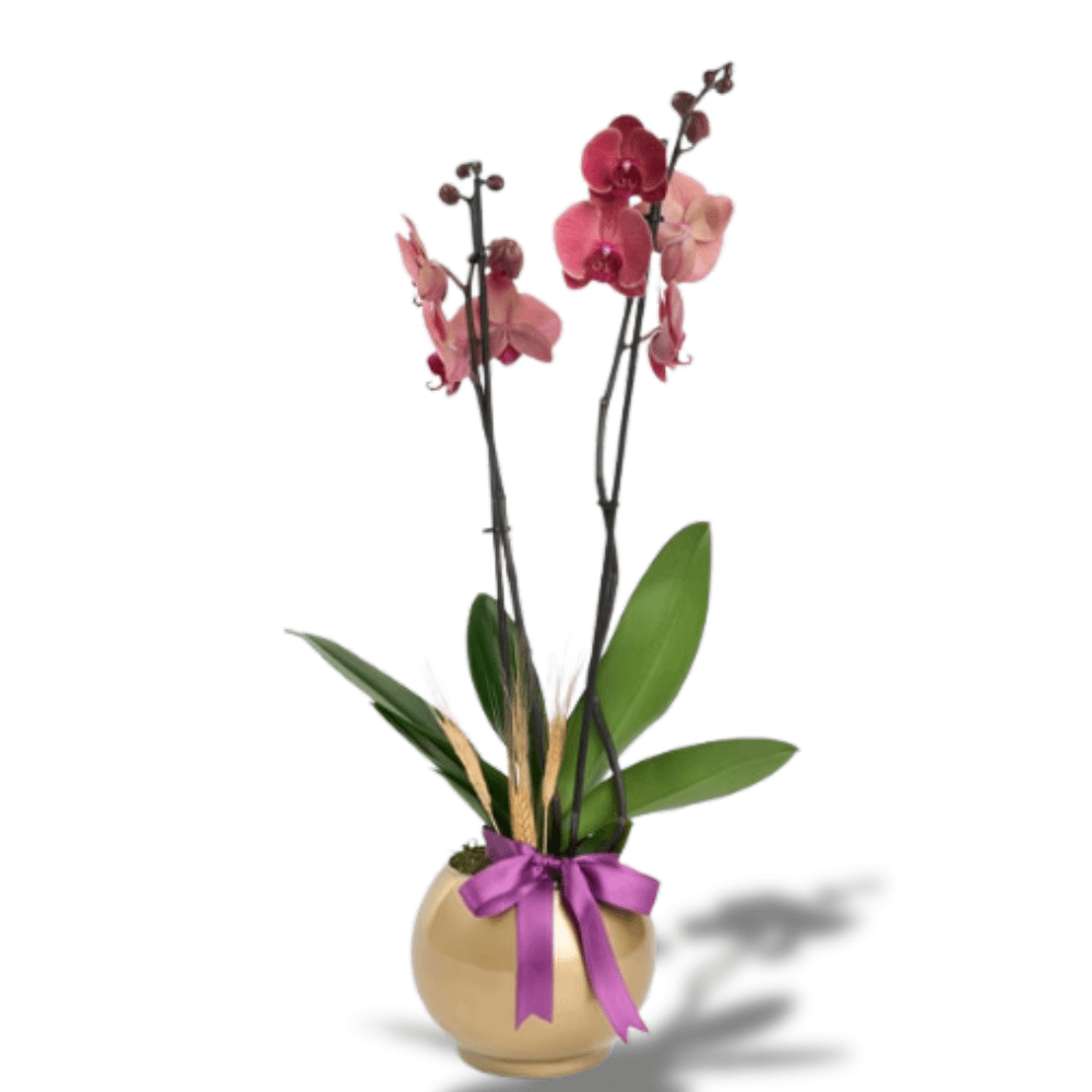 Altın Akvaryum Saksıda Çiftli Ateş Kırmızı Orkide - Rosentra | Premium Flowers