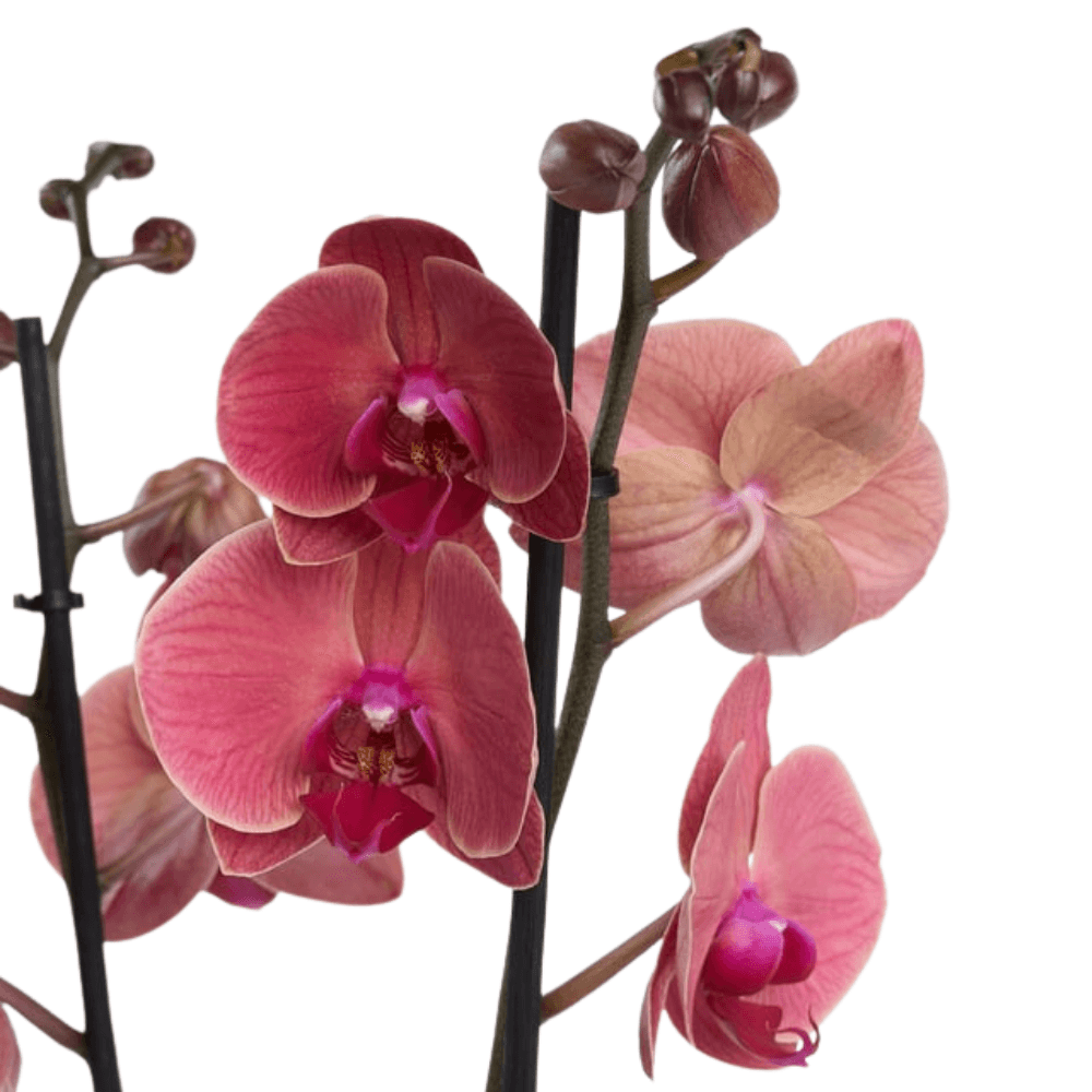 Altın Akvaryum Saksıda Çiftli Ateş Kırmızı Orkide - Rosentra | Premium Flowers