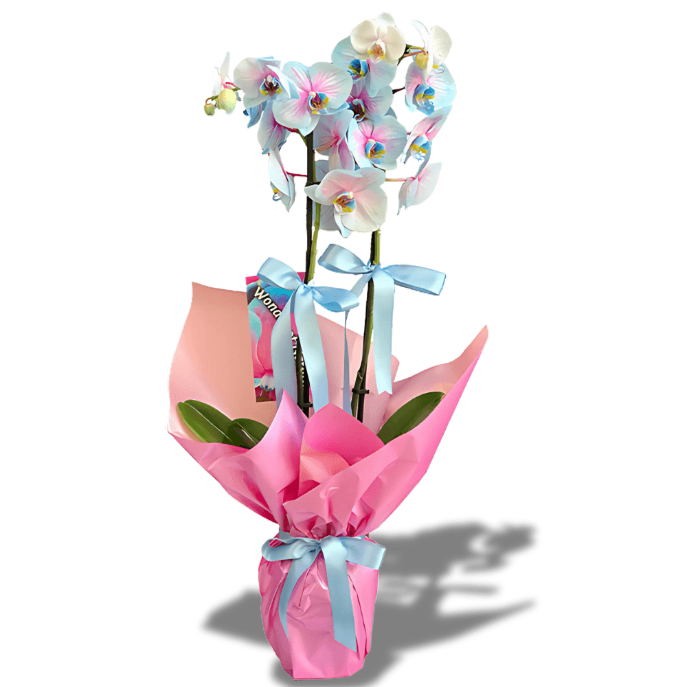Premium Çift Dallı Alacalı Mavi İthal Orkide - Rosentra | Premium Flowers