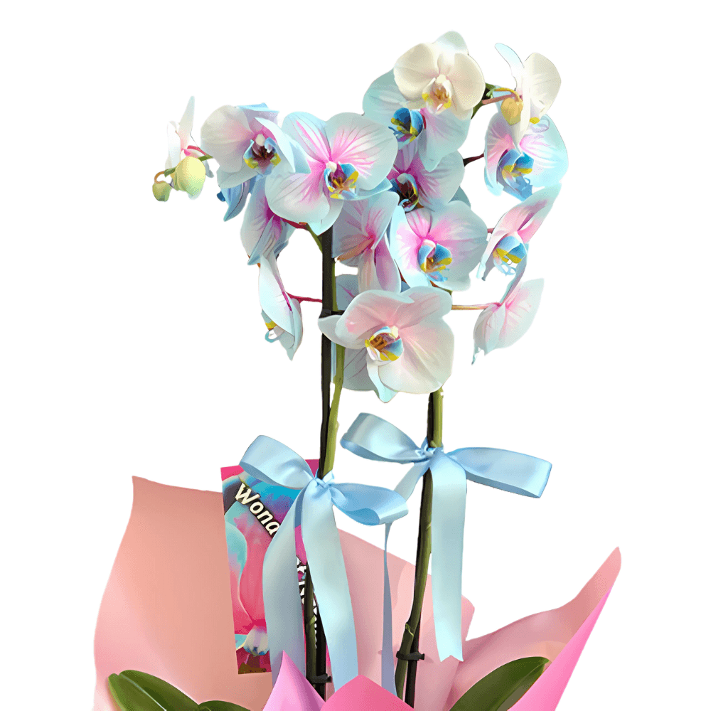 Premium Çift Dallı Alacalı Mavi İthal Orkide - Rosentra | Premium Flowers