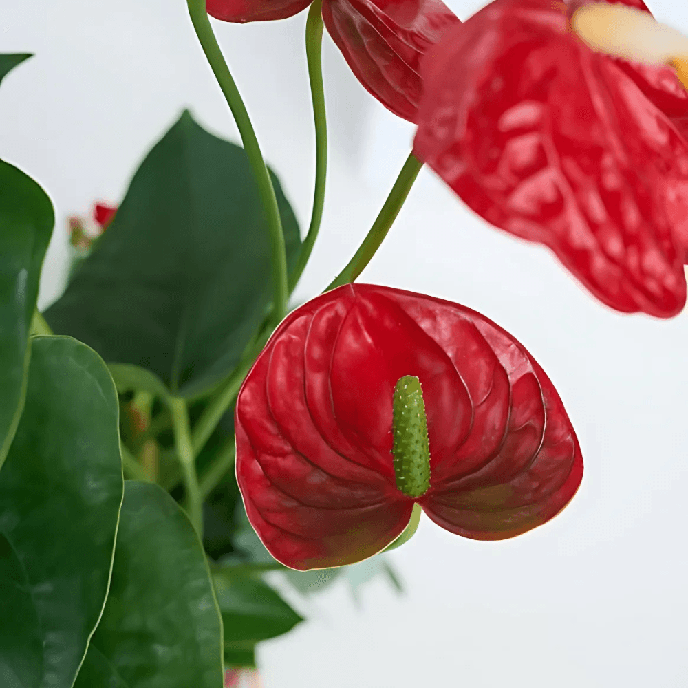 Kare Desenli Saksıda Antoryum ve Kırmızı Kalanchoe - Rosentra | Premium Flowers