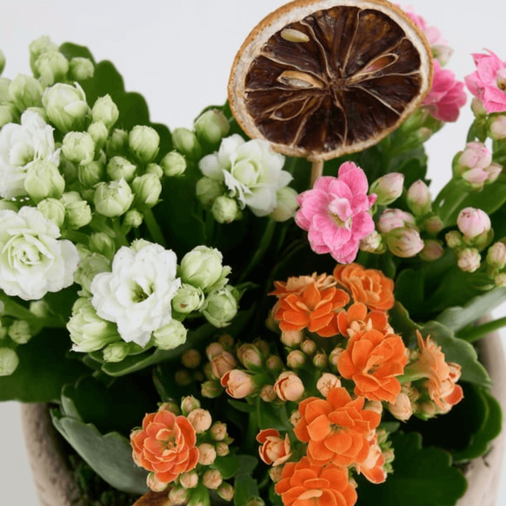 Çizgili Saksıda Renkli Kalanchoe - Rosentra | Premium Flowers