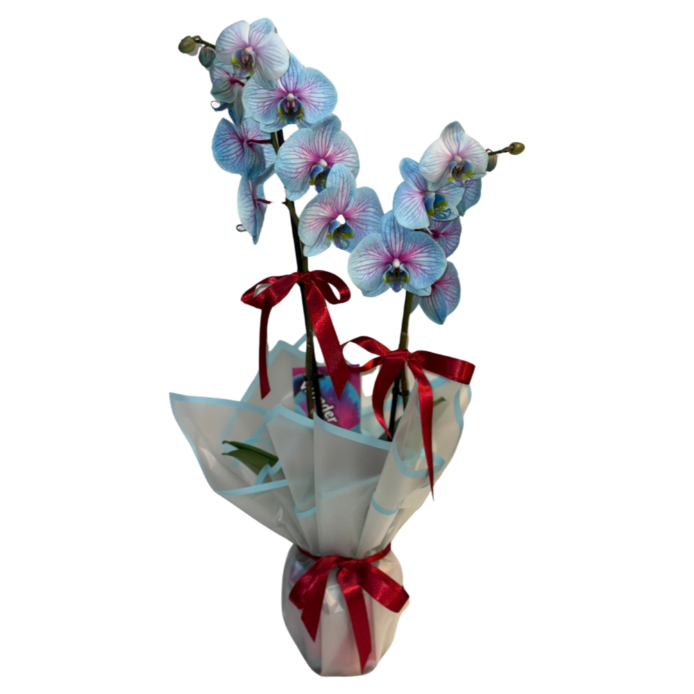 Blossom Dream – Premium İthal Orkide