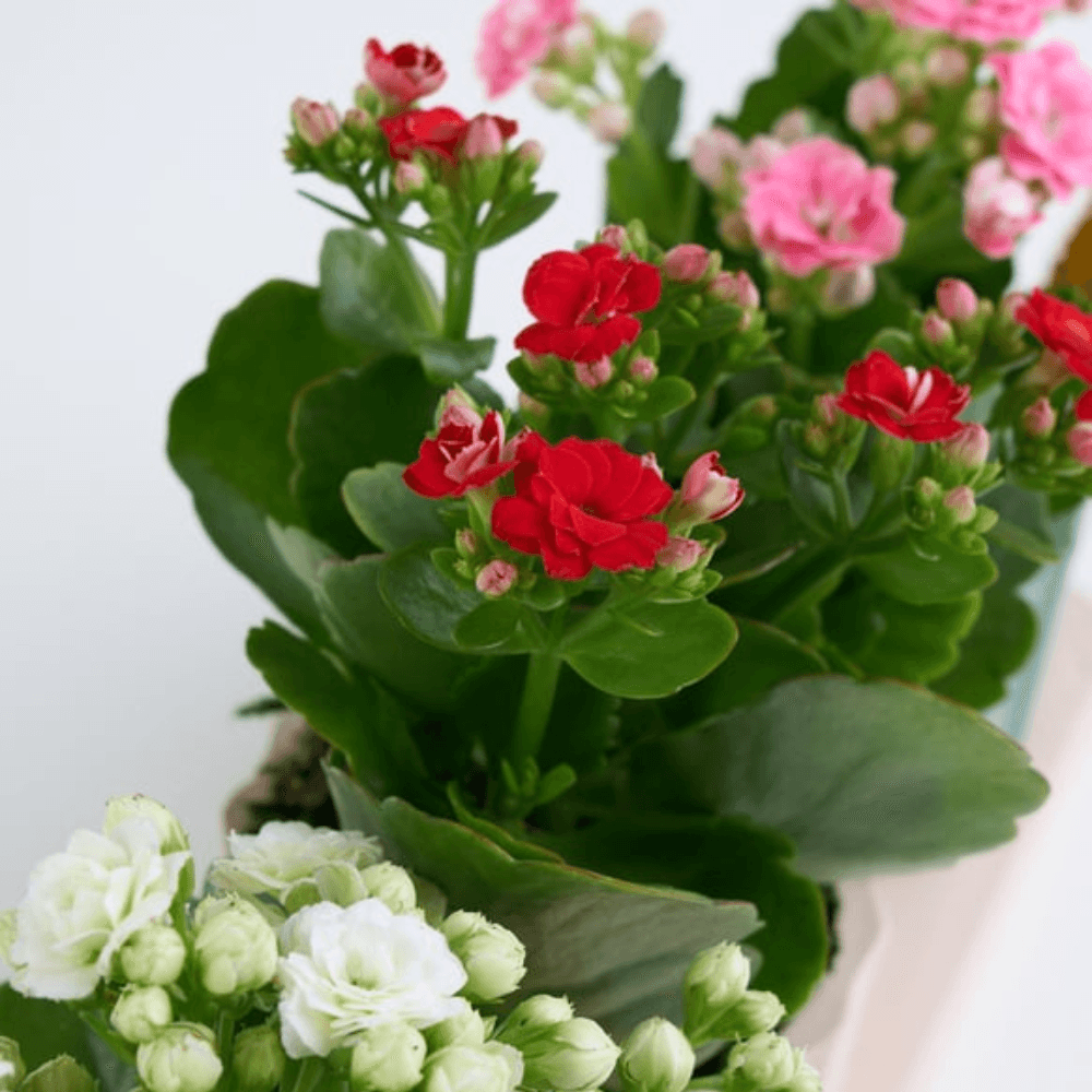 Trio Saksıda Kırmızı, Pembe ve Beyaz Kalanchoe - Rosentra | Premium Flowers