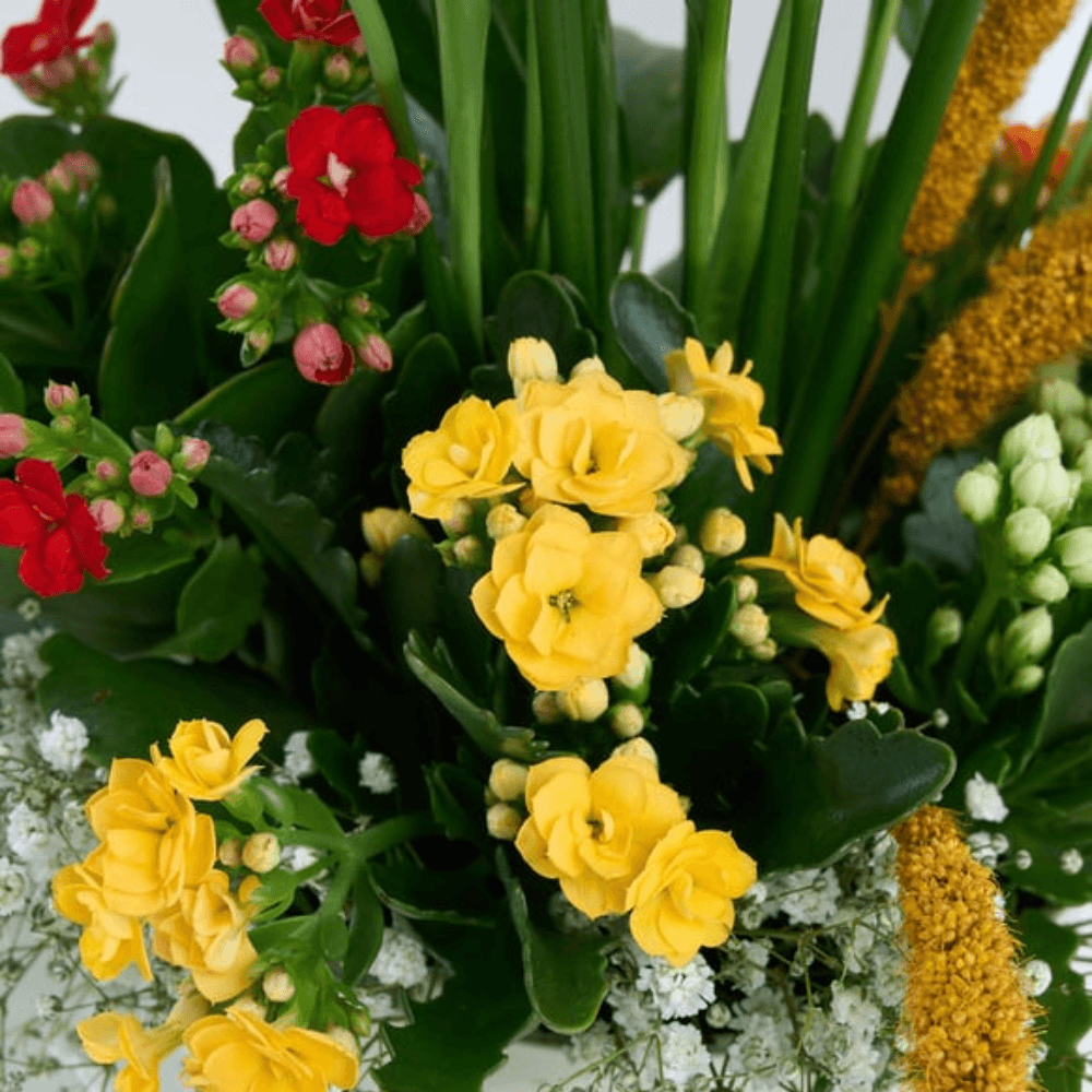 Beyaz Saksıda Spatifilyum ve Kalanchoe - Rosentra | Premium Flowers