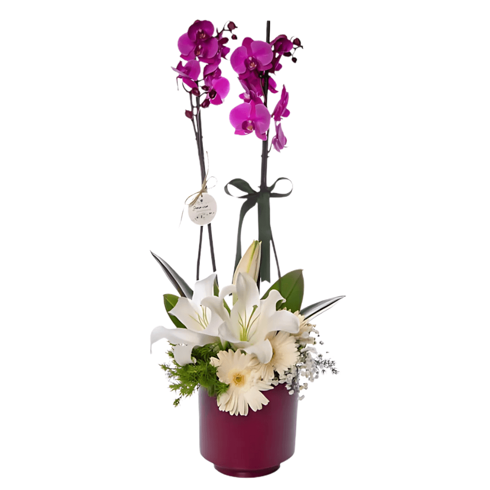 Saksıda Mor Orkide & Beyaz Lilyum & Gerbera - Rosentra | Premium Flowers