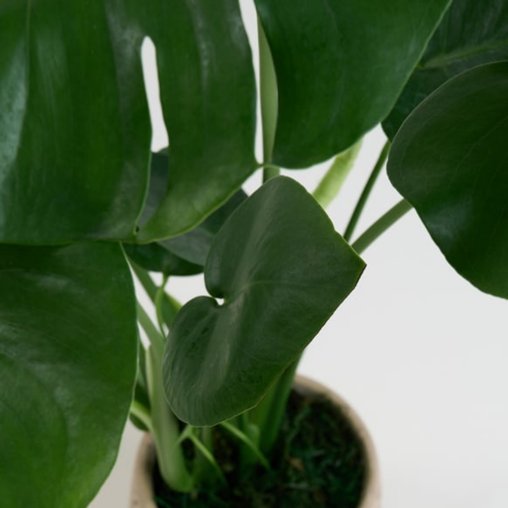 Çizgi Desenli Saksıda Monstera - Rosentra | Premium Flowers