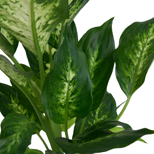 Urban Stone – Desenli Gri Beton Saksıda Camilla Dieffenbachia