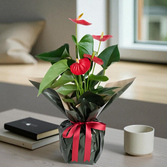 Seramik Saksıda Kırmızı Antoryum Saksı Çiçeği