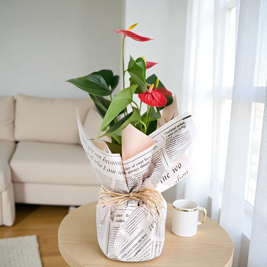 Gazete Desenli Süslemeli Kırmızı Antoryum Saksı Çiçeği