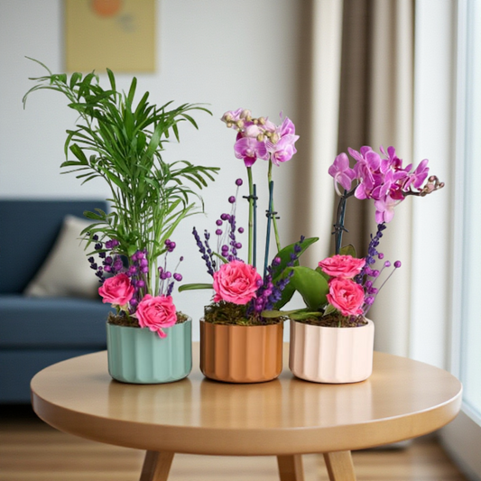 Lush Balance – Mini Mor Orkide & Chamdora