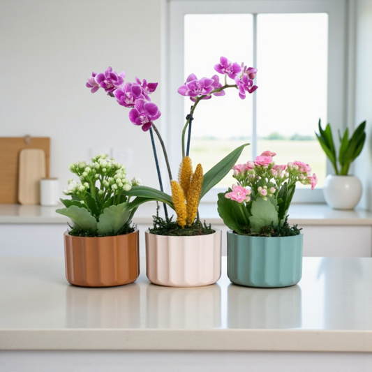 Violet Harmony – Mini Mor Orkide & Kalanchoe