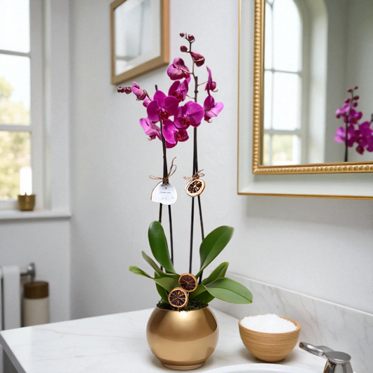 Altın Akvaryum Saksıda Çiftli Mor Orkide