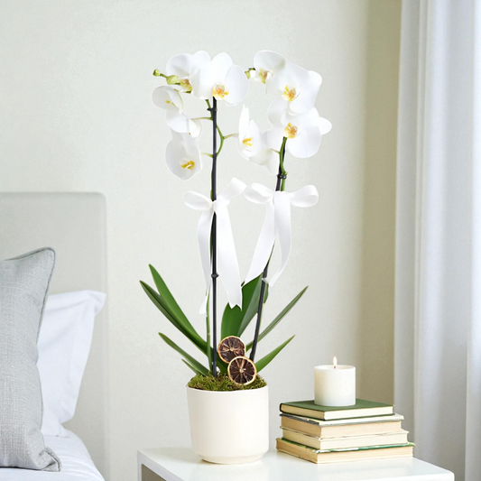 Seramik Saksıda 2 Dal Beyaz Orkide