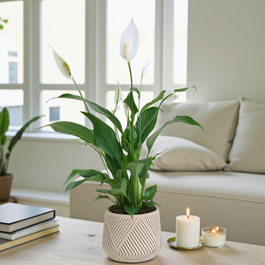 Çizgi Desenli Saksıda Spatifilyum Bitkisi
