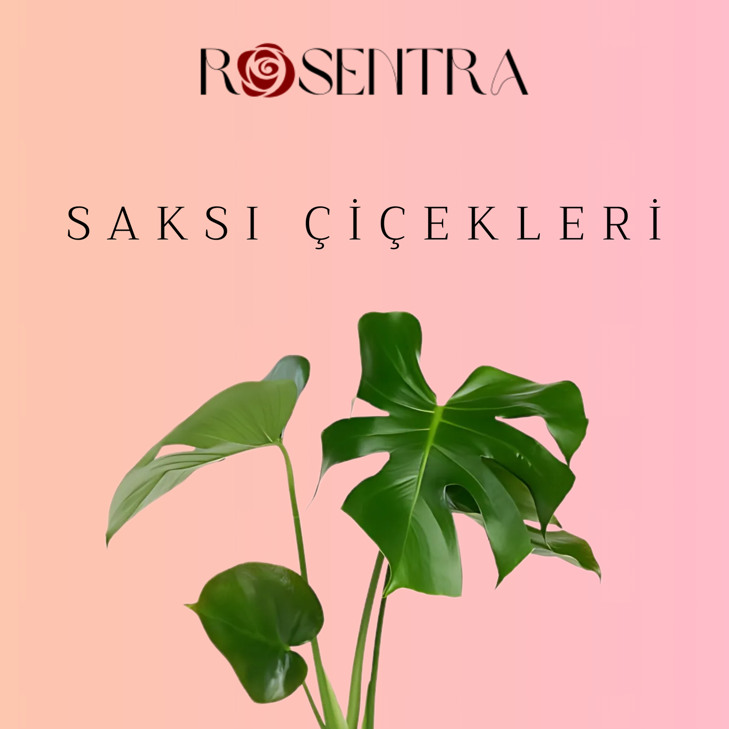 Mersin Saksı Çiçekleri