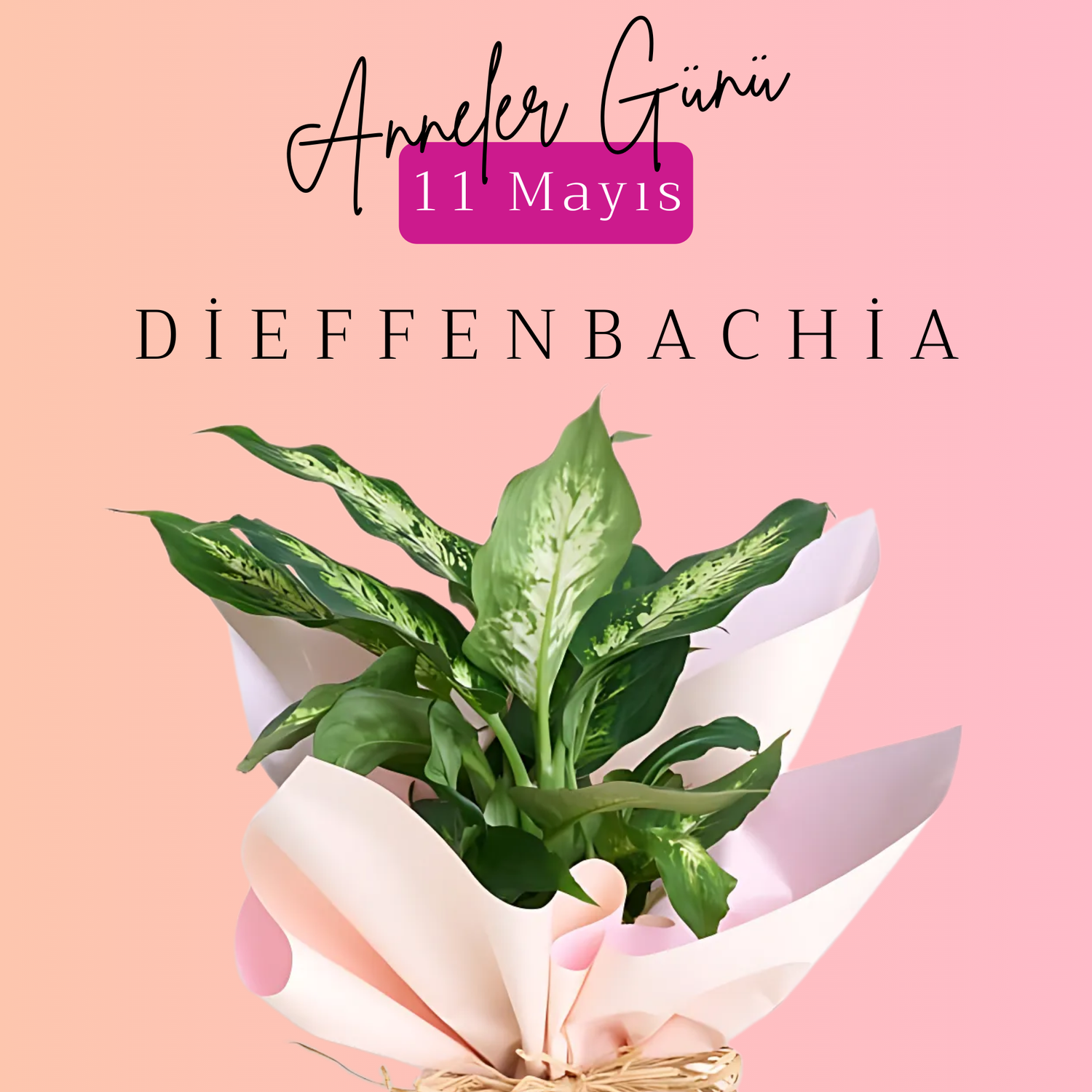 Dieffenbachia