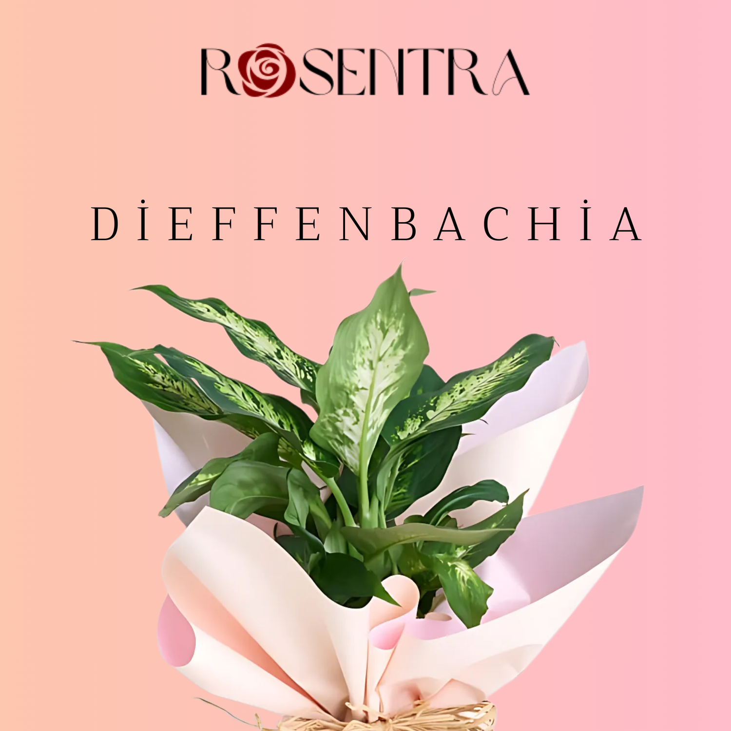Mersin Dieffenbachia
