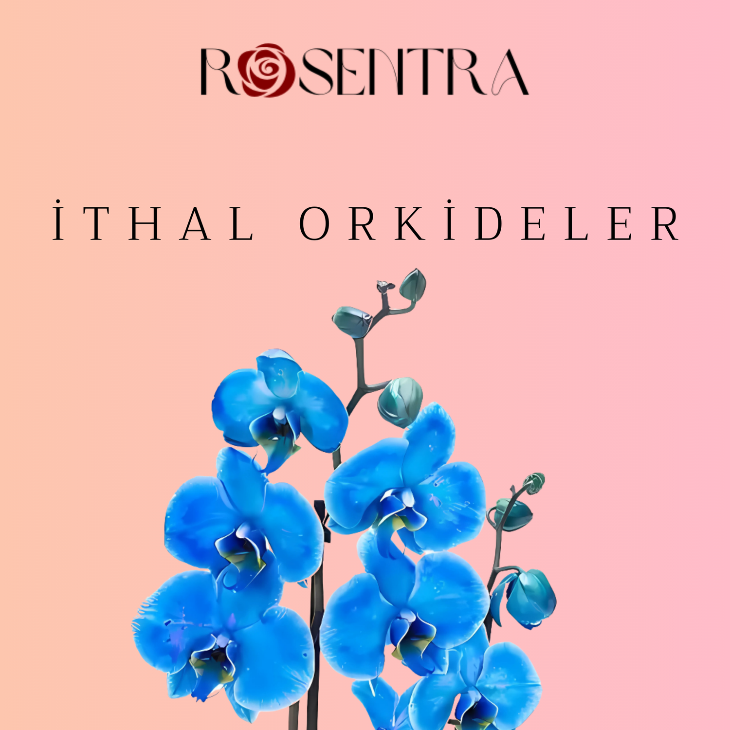 Mersin Premium İthal Orkide