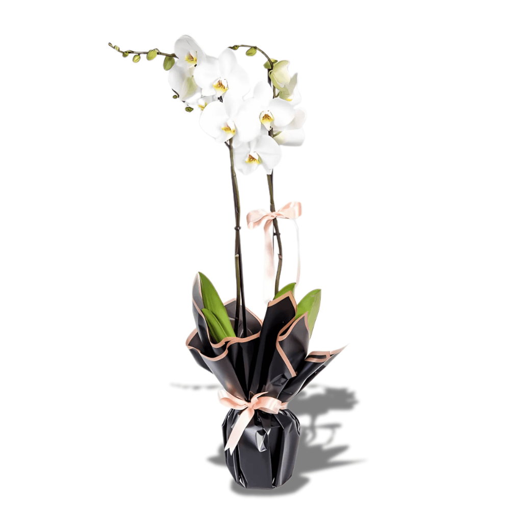 Beyaz Beton Saksıda Çiftli Beyaz Orkide - Rosentra | Premium Flowers