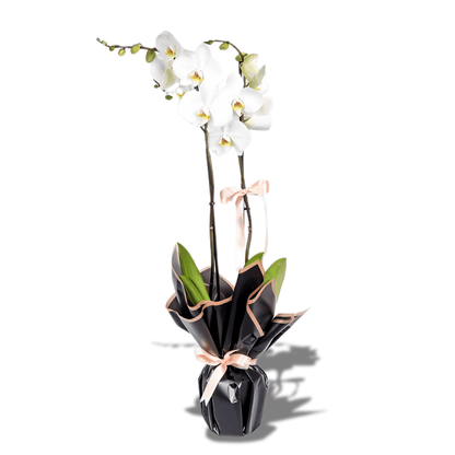 Beyaz Beton Saksıda Çiftli Beyaz Orkide - Rosentra | Premium Flowers