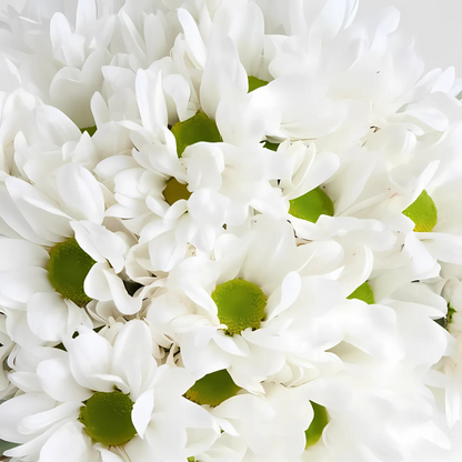 Bej Vazoda Beyaz Papatyalar - Rosentra | Premium Flowers