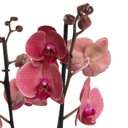 Altın Akvaryum Saksıda Çiftli Ateş Kırmızı Orkide - Rosentra | Premium Flowers