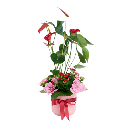 Pink Pot – Pembe Saksıda Antoryum, Lisyantus ve Kalanchoe