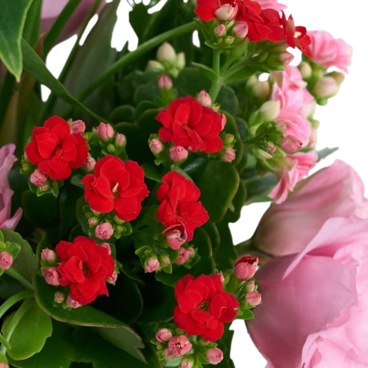 Pink Pot – Pembe Saksıda Antoryum, Lisyantus ve Kalanchoe