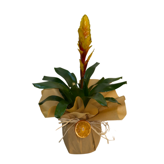 Golden Flame – Saksıda Sarı Çiçekli Verezia