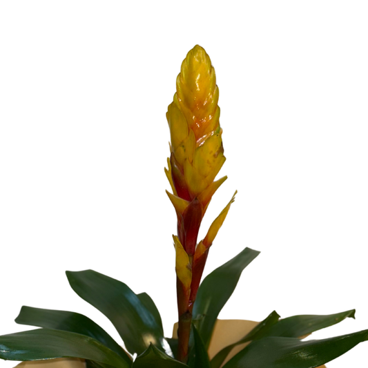 Golden Flame – Saksıda Sarı Çiçekli Verezia